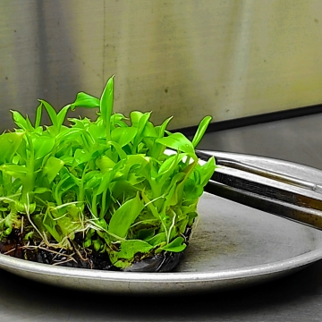 Khóa học nuôi cấy mô