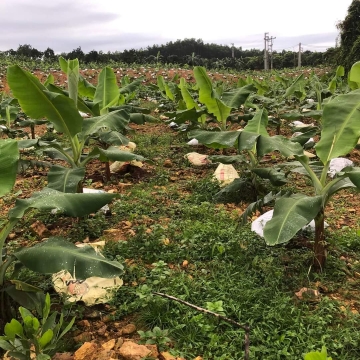 Khóa học nuôi cấy mô