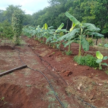 Khóa học nuôi cấy mô