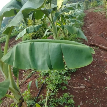 Khóa học nuôi cấy mô